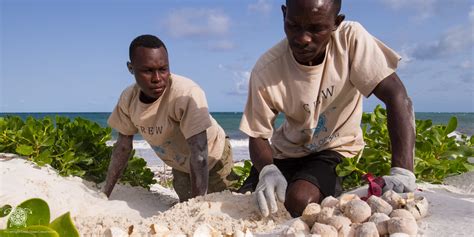 Watamu Turtle Watch