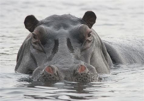 Wechiau Hippo Sanctuary Ghana