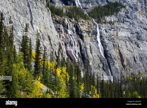 Weeping Wall Jasper National Park