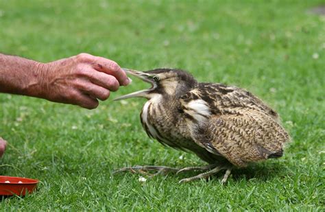 Whangarei Native Bird Recovery Centre Bay Of Islands & Northland