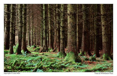 Whinlatter Forest Park Keswick