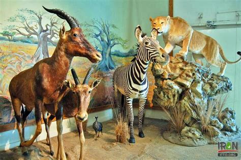 Wildlife Museum Iran