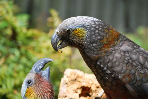 Willowbank Wildlife Reserve Christchurch