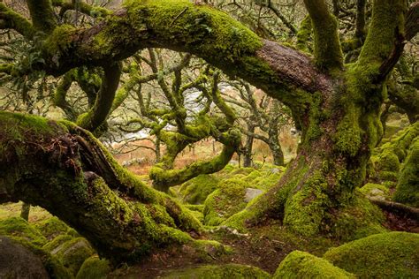 Wistman's Wood Dartmoor National Park