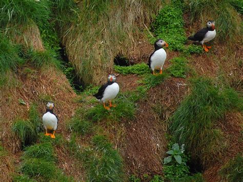 Witless Bay Ecological Reserve Newfoundland & Labrador
