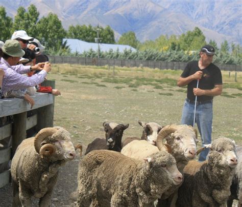 Wrinkly Rams Dunedin & Otago