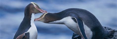 Yellow-Eyed Penguin Colony Dunedin & Otago