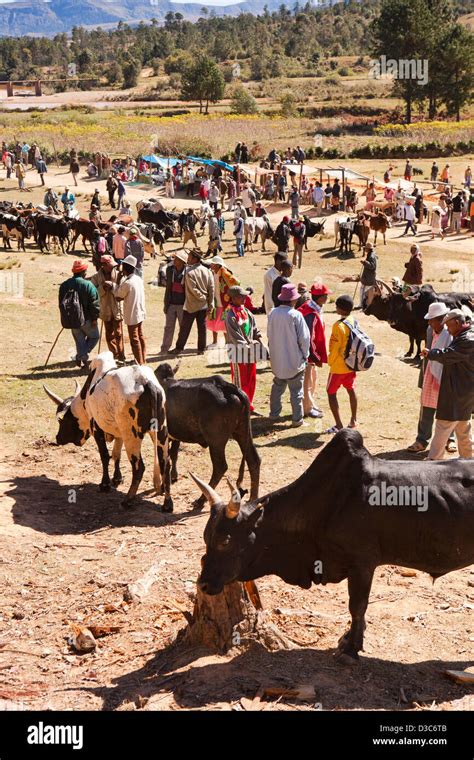 Zebu Market Madagascar